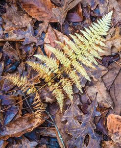 Fern In Autumn