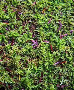 Ferns On The Forest Floor I