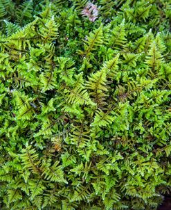 Ferns On The Forest Floor II