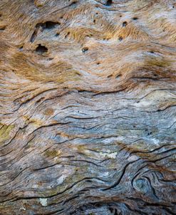 Driftwood At The Beach