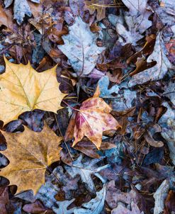 Leaf Collection