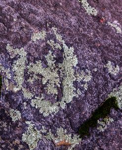 Lichen In Lavender