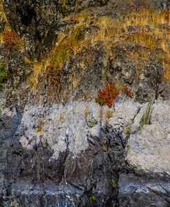 Floral Bouquet In Rocks