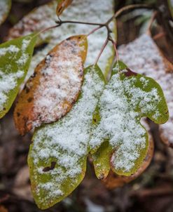 Icy Leaves In The Forest