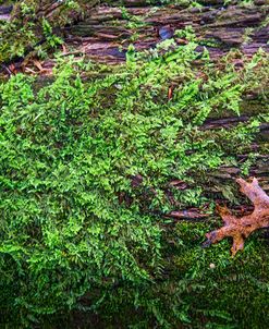 Mossy Log