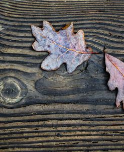 Oak Leaves