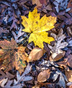 On The Forest Floor