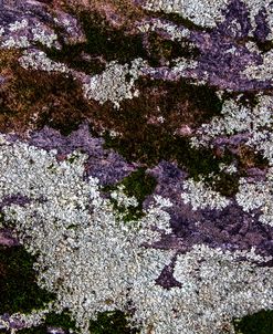 On The Rocks In The Forest II