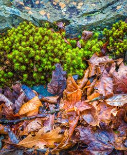 Moss And Autumn Leaves