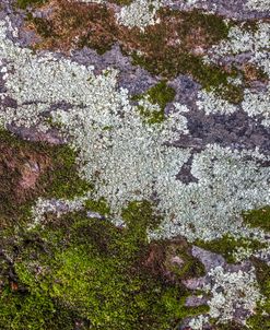 Moss And Lichen