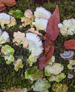 Mossy Forest