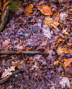 Roots On The Forest Floor