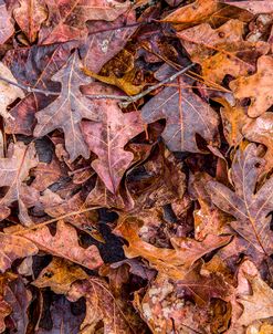 Scattered Oak Leaves