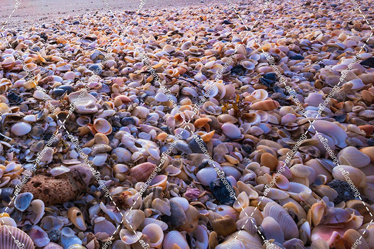 Seashells At Sunrise Closeup