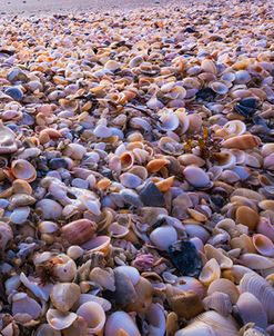 Seashells At Sunrise Closeup