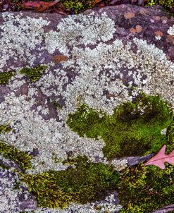 Red Oak In The Moss