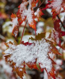 Snowy Leaves