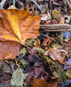 Sycamore Leaf