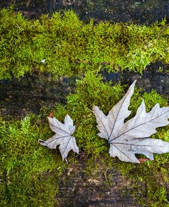 Silvery Maples