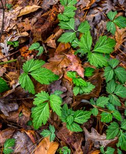 Vines In The Leaves