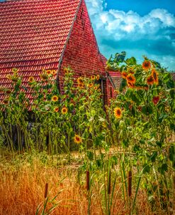 Sunflowers in the Countryside