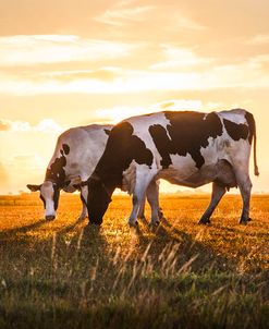 Cows in Sunset Light on the Farm