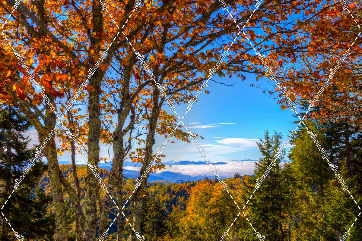 Autumn Leaves in the Smoky Blue Ridge Mountains