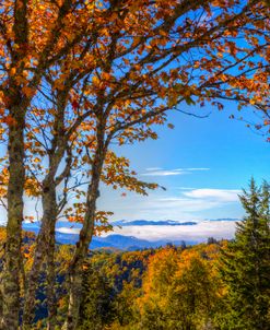 Autumn Leaves in the Smoky Blue Ridge Mountains