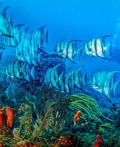 Beautiful Angels on the Reef in HDR Detail