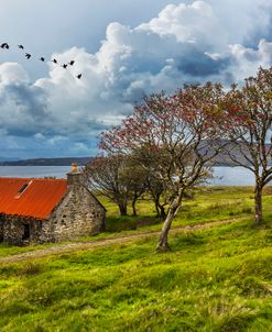 The Rowan Trees on the Farm of Coastal Scotland