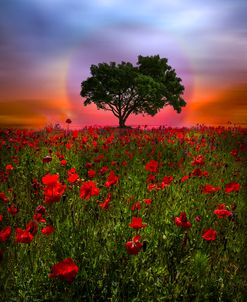 A Magical Evening in Poppies