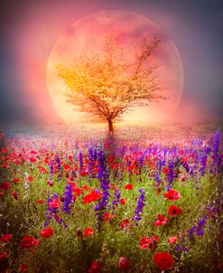 Magical Moon in the Poppies_
