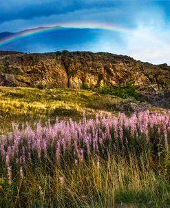 Lavendars on the Hills