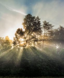 Spiritual Call of the Forest