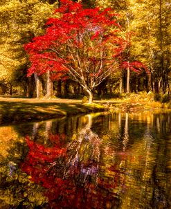 The Golds and Reds of Autumn