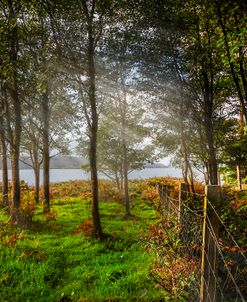 Light in the Coastal Farmlands