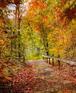 Autumn Trail at Full Color