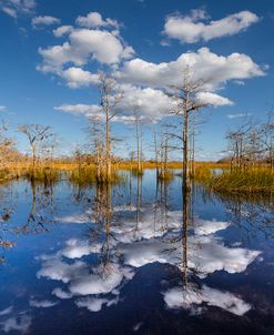 Into the Everglades Blue