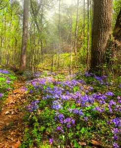 Fairies Forest