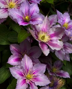 Pink Clematis