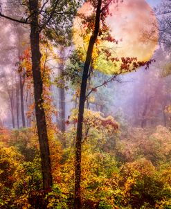 Moonrise in the Forest