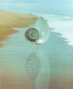 Shell Reflections in the Sand in the Soft Dawn