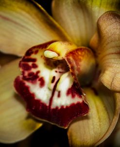 Beautiful Yellow Cymbidium