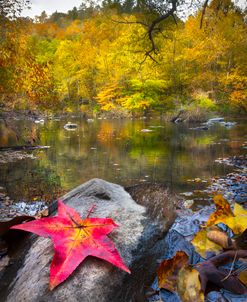 Fallen Autumn Leaves