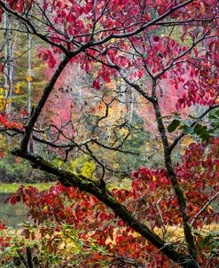 Kaleidoscope of Fall Colors