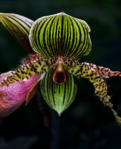 Lady Slipper Orchids