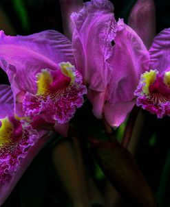 The Beauty of Orchids