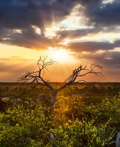 Sunset Tree