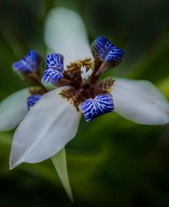 White and Blue Lily Orchid Iris