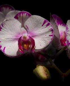 White Butterfly Orchids